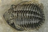 Detailed Metacanthina Trilobite - Issoumour, Morocco #359509-1
